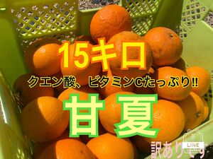 15キロ　大量　甘夏みかん　訳あり　お得 フルーツ 果物 柑橘類 春みかん 夏みかん