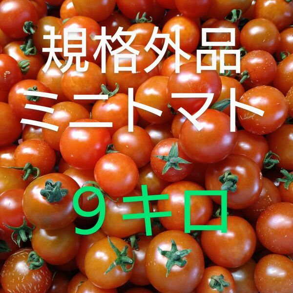 訳あり品　ミニトマト　9キロ　サイズいろいろ 　静岡県産 