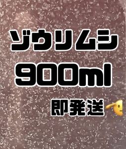 【ゾウリムシ大容量】900ml送料無料めだか金魚グッピーetc.