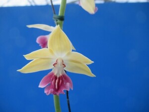 100Hえびね欄　２３０　緑星×永遠の翔　2芽花1　花幅47㎜程度　交配初花開花中　山野草エビネラン