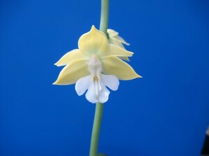 80Hえびね欄　２７８　２芽花１　花幅40㎜程度　交配初花開花中　山野草エビネラン