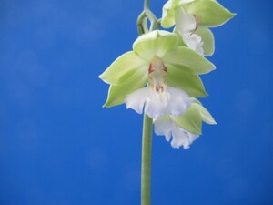 80Hえびね欄　３０８　W花１　花幅36㎜程度　交配初花開花中　山野草エビネラン