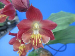 80えびね欄　３６０　紅凛×日の本　花幅35㎜程度　交配初花開花中　山野草エビネラン