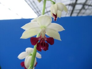 100Kえびね欄　４０９　最後の丹頂×平和の光　初花開花中　未開花交配苗　山野草エビネラン