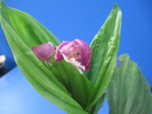 80Hえびね欄　４３１　空海×紫蒼　花幅20㎜程度　交配初花開花中　山野草エビネラン