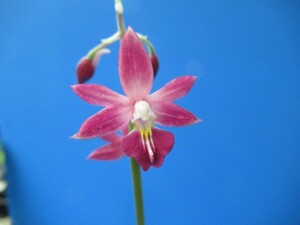 80えびね欄　４６４　札落ち品　花幅30㎜程度　交配初花開花中　山野草エビネラン