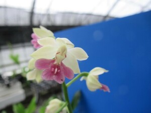 100えびね欄　４７５　札落ち品　花幅25㎜程度　交配初花開花中　山野草エビネラン