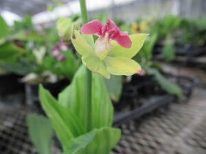 80Hえびね欄　４８０　札落ち品　花幅25㎜程度　交配初花開花中　山野草エビネラン