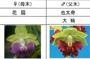 80Kえびね欄　４１５　花扇×也太奇　３芽同一株　来春以降初花見込苗　未開花交配苗　山野草エビネラン