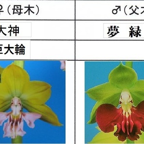 80Kえびね欄 ４１７ 大神×夢緑 ２本同一株 来春以降初花見込苗 未開花交配苗 山野草エビネランの画像1