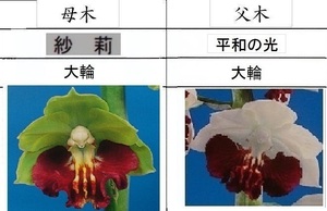 80えびね欄　４４４　紗莉×平和の光　２本立ち同一株　来春以降初花見込苗　未開花交配苗　山野草エビネラン