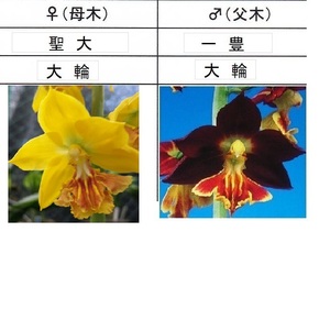 80えびね欄　４４７　聖大×一豊　２本同一株　来春以降初花見込苗　未開花交配苗　山野草エビネラン