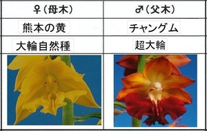 80Kえびね欄　４１６　熊本の黄×チャングム　３芽同一株　来春以降初花見込苗　未開花交配苗　山野草エビネラン