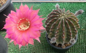 サボテン　花サボテン（名称不明）　カキ仔２本　Ｗ：Φ7.0　Ｈ：5.5　鉢径：Φ9.0　蕾が付いていますので、間もなく開花します。