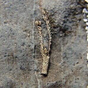 ■産地別 日本の化石 ■433 滋賀県 近江カルストの珪化した蘚虫の画像3