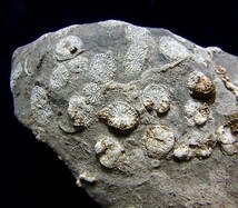 ■産地別 日本の化石 ■416 岐阜県 根尾の四射サンゴ （ヤッチェンギア）_画像4