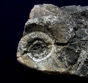 ■産地別 日本の化石 ■415 岐阜県 根尾のオウムガイ