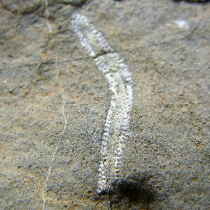 ■産地別 日本の化石 ■426 滋賀県 近江カルストの蘚虫の画像3