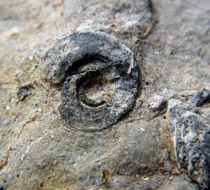 ■産地別 日本の化石 ■427 滋賀県 近江カルストのユーウォンファルス