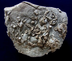 ■産地別 日本の化石 ■422 岐阜県 根尾の四射サンゴ （ヤッチェンギア）