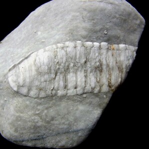 ■産地別 日本の化石 ■428 滋賀県 ウミユリの画像3