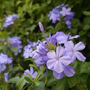 爽やかなブルーの花ルリマツリ（プルンバゴ）挿木用×5