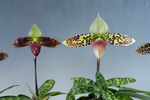 即決 洋蘭 原種 パフィオ TA10970 TB22-44 Paph. sukhakulii x sib ('Black Black' x 'Super Volt' SM/JOGA)