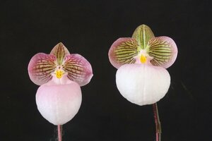 即決 洋蘭 原種 パフィオ TA10966 Paph. micranthum