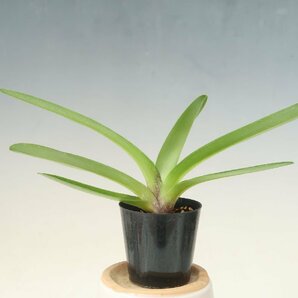 即決 洋蘭 パフィオ TA10985 TB18-04 Paph. (Thunder World 'Target' x (Gridlock x Speedmaster) 'Tokyo')の画像7