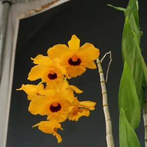 即決 洋蘭 原種 デンドロ TA11037 Den. fimbriatum 'Gold Nagget' (Selected by Orchid Zone)の画像2