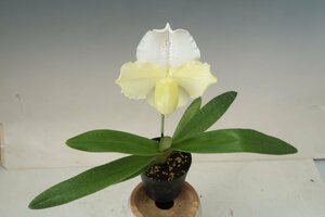 値引再出品！ 洋蘭 パフィオ TA10983 TB19-33 Paph. (Friendly Spirits 'Pink Emotion' x Stone Lovely 'White & Green')