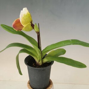 月末半額再出品！ 即決 洋蘭 パフィオ TA10922 TB17-34 Paph. Thunder Worid x sib ('Green Base' x 'Spotted Emerald')の画像8