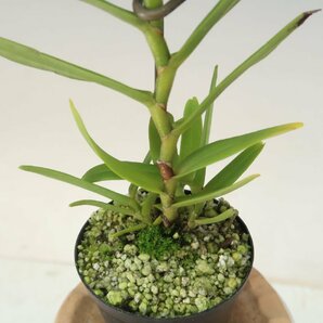 即決 洋蘭 原種 アングレカム TA11044 Angraecum florulentumの画像8