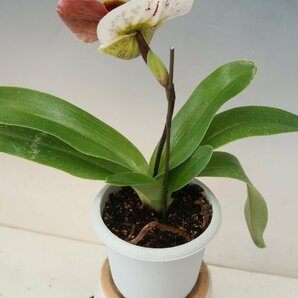 月末半額再出品！ 洋蘭 パフィオ TA10877 TB18-09 Paph.(Perfect World 'Flatter' x Mem. Sabrina Mark 'Favorite'SSM/JOGA)の画像6