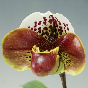 月末半額再出品！ 洋蘭 パフィオ TA10870 TB18-09 Paph.(Perfect World 'Flatter' x Mem. Sabrina Mark 'Favorite'SSM/JOGA)の画像4