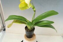 月末半額再出品！ 洋蘭　パフィオ TA10880 TB17-37 Paph. (Emerald Lake 'White Dream' x Emerald Sea 'Green Eye')_画像8