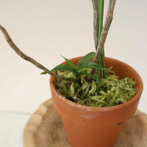 月末セール！値引再出品！ 即決 洋蘭 原種 デンドロ TA10973 Dendrobium sp. aff. azureumの画像6