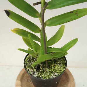 即決 洋蘭 原種 アングレカム TA11044 Angraecum florulentumの画像4