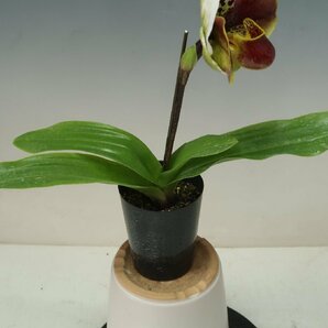 月末半額再出品！ 洋蘭 パフィオ TA10870 TB18-09 Paph.(Perfect World 'Flatter' x Mem. Sabrina Mark 'Favorite'SSM/JOGA)の画像6