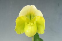 月末半額再出品！ 洋蘭　パフィオ TA10880 TB17-37 Paph. (Emerald Lake 'White Dream' x Emerald Sea 'Green Eye')_画像2