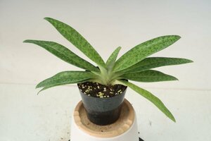 洋蘭 パフィオ TA11039 Paph. Iantha Stage 'Super Star'