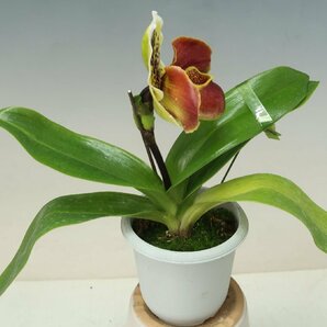 月末半額再出品！ 洋蘭 パフィオ TA10869 TB16-196 Paph. Thunder World x sib ('Tokyo II' x 'Spotted Emerald' SM/JOGA)の画像6