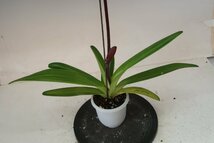 月末半額再出品！ 洋蘭　パフィオ TA10931 Paph. Hsinying Anita (Lady Isabel 'Crown' x anitum 'Black Magic')_画像8