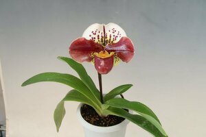 月末半額再出品！ 洋蘭　パフィオ TA10877 TB18-09 Paph.(Perfect World 'Flatter' x Mem. Sabrina Mark 'Favorite'SSM/JOGA)