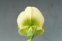 月末半額再出品！ 洋蘭　パフィオ TA10880 TB17-37 Paph. (Emerald Lake 'White Dream' x Emerald Sea 'Green Eye')_画像5