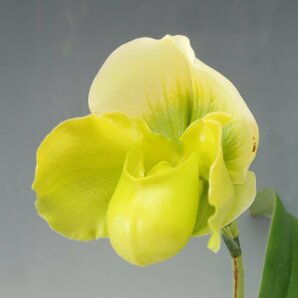 月末半額再出品！ 洋蘭 パフィオ TA10880 TB17-37 Paph. (Emerald Lake 'White Dream' x Emerald Sea 'Green Eye')の画像3