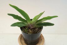 値引再出品！ 洋蘭 原種 パフィオ TA10964 TB17-57 Paph. liemianum x sib ( 'Olive Queen' x 'Pink Whale' SM/JOGA)_画像4