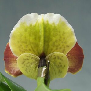 月末半額再出品！ 洋蘭 パフィオ TA10869 TB16-196 Paph. Thunder World x sib ('Tokyo II' x 'Spotted Emerald' SM/JOGA)の画像5