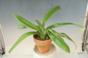 洋蘭 パフィオ TA11051 TB17-24 Paph. Amarillo Spots (Emerald Spots 'Sun Spots' x Amarillo Star 'Aiwa 70 Thousand' GM/JOGA)