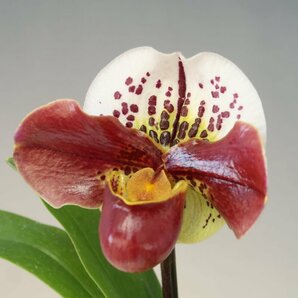 月末半額再出品！ 洋蘭 パフィオ TA10877 TB18-09 Paph.(Perfect World 'Flatter' x Mem. Sabrina Mark 'Favorite'SSM/JOGA)の画像3